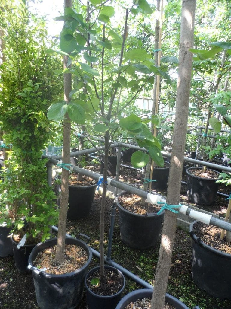 Kweepeer (Cydonia Oblonga) 5 Kweepeer (Cydonia Oblonga) - Afbeelding 5