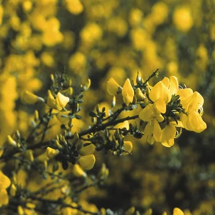 Brem (Cytisus Praecox 'Allgold') 1 Brem (Cytisus Praecox 'Allgold')