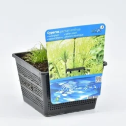 Papyrusplant (Cyperus Percamenthus)