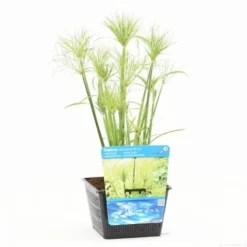 Papyrusplant (Cyperus Percamenthus) -Tuinplantenwinkel cyperus percamenthus s
