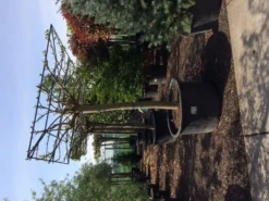 Dakmoerbei (Morus Alba 'Macrophylla') -Tuinplantenwinkel dakmoerbei 4045 1