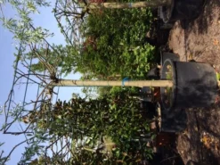 Dakmoerbei (Morus Alba 'Macrophylla') -Tuinplantenwinkel dakmoerbei 4045 2