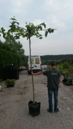 Dakplataan (Platanus Hispanica ) -Tuinplantenwinkel dakplataan 1 1