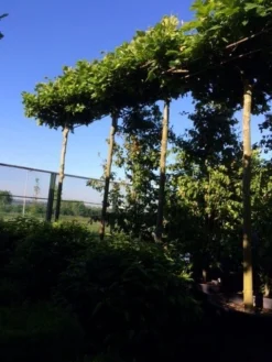 Dakplataan (Platanus Hispanica ) -Tuinplantenwinkel dakplataan 25 30 35 op 280 300stam 1 1