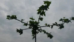 Dakplataan (Platanus Hispanica ) -Tuinplantenwinkel dakplataan 2 1