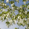 Zakdoekjesboom Als Struik (Davidia Involucrata)