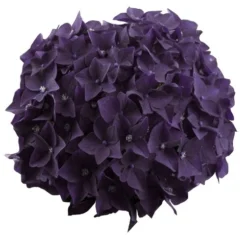 Hortensia Deep Purple Dance (Hydrangea 'Music Collection') -Tuinplantenwinkel deep purple dance bloem 2 2
