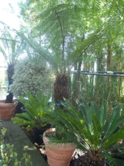 Grote Boomvaren (Dicksonia Antarctica) 22 Grote Boomvaren (Dicksonia Antarctica) -Tuinplantenwinkel dicksonia antarctica 100 120stam 1