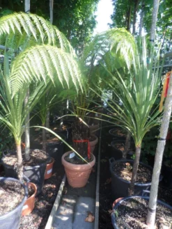 Grote Boomvaren (Dicksonia Antarctica) 21 Grote Boomvaren (Dicksonia Antarctica) -Tuinplantenwinkel dicksonia antarctica 40stam cont. 1