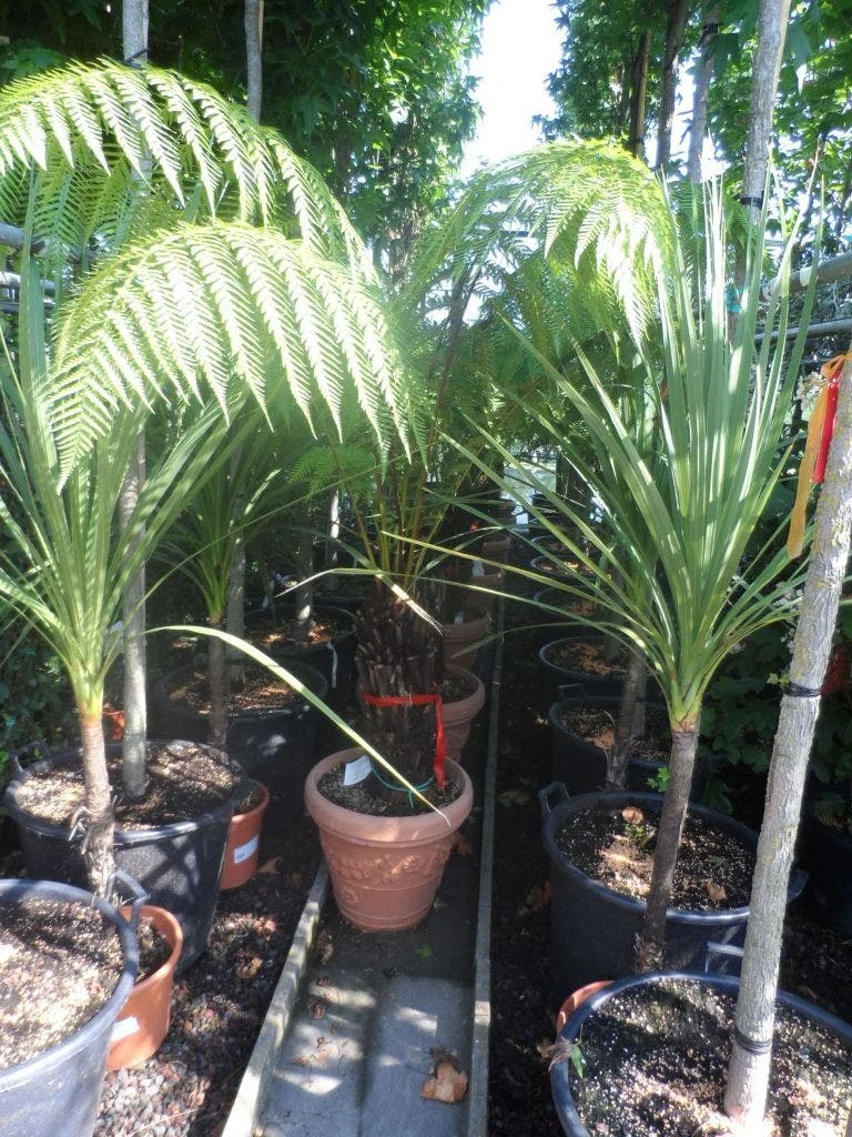 Boomvaren (Dicksonia Antarctica) 6 Boomvaren (Dicksonia Antarctica) - Afbeelding 6