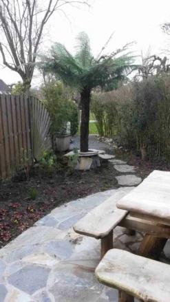 Grote Boomvaren (Dicksonia Antarctica) 24 Grote Boomvaren (Dicksonia Antarctica) -Tuinplantenwinkel dicksonia antartica 1