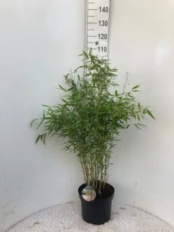 Niet Woekerende Bamboe (Fargesia 'Dino') -Tuinplantenwinkel dino c10