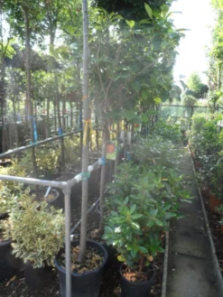 Kaki (Diospyros Kaki) 18 Kaki (Diospyros Kaki) -Tuinplantenwinkel diospyros kaki halfstam 12 14 1 1