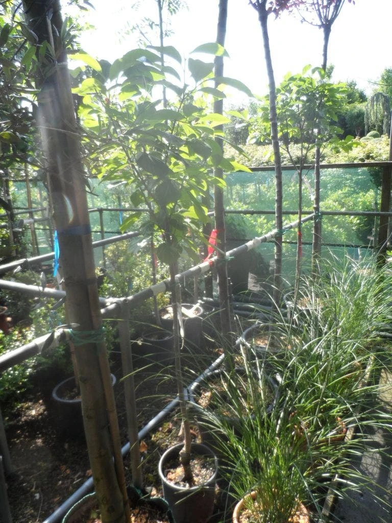 Kaki (Diospyros Kaki) 6 Kaki (Diospyros Kaki) - Afbeelding 6