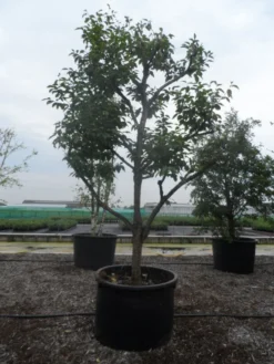 Kaki (Diospyros Kaki) 19 Kaki (Diospyros Kaki) -Tuinplantenwinkel diospyros kaki muscat solitair