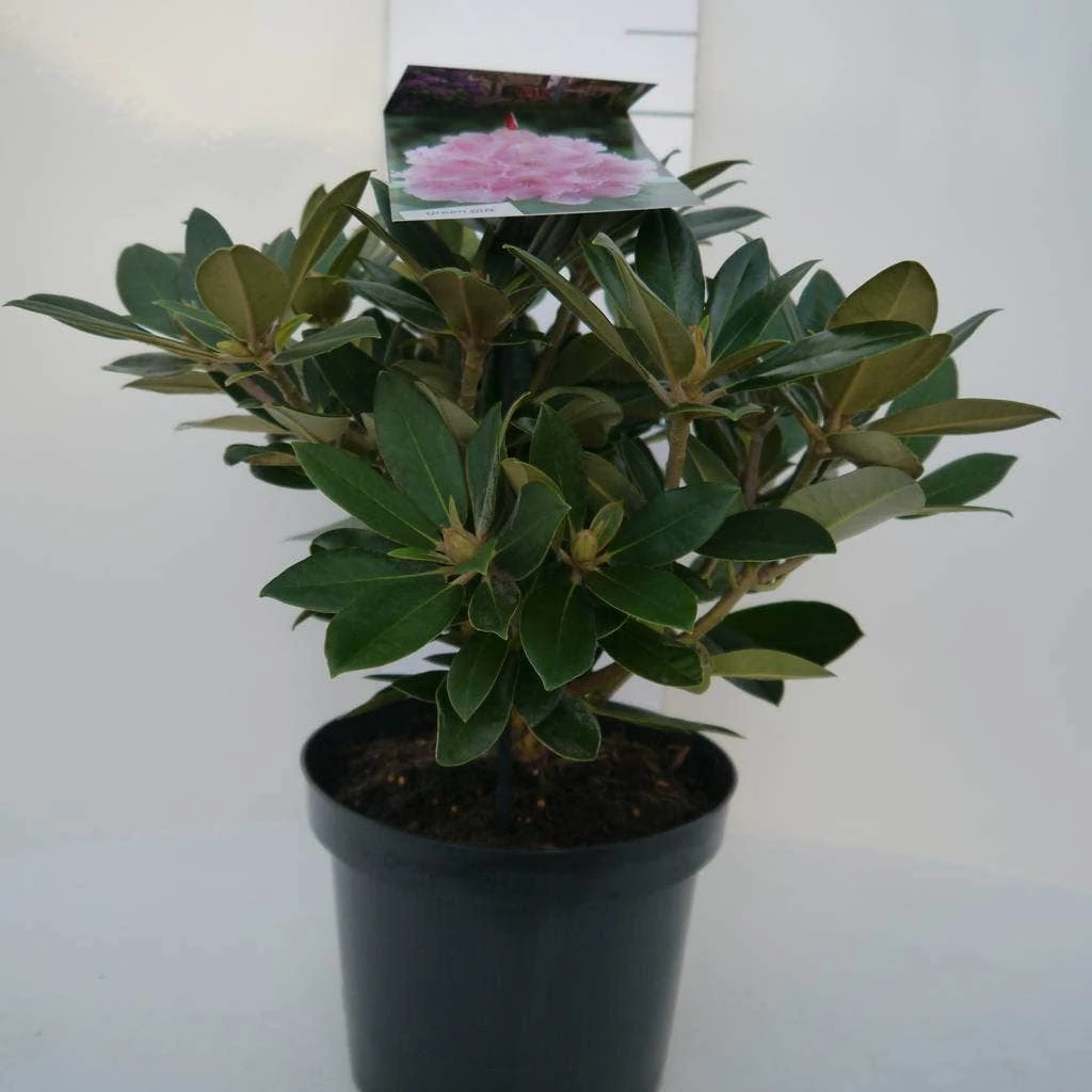 Dwergrhododendron (Rhododendron 'Dreamland') 7 Dwergrhododendron (Rhododendron 'Dreamland') - Afbeelding 7