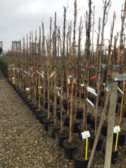 Witte Druif (Vitis Vinifera 'Italia') -Tuinplantenwinkel druif