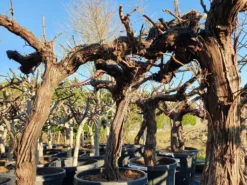 Druif, Op Stam (Vitis Vinifera) 26 Druif, Op Stam (Vitis Vinifera) -Tuinplantenwinkel druifopstamvitisvinifera01 2