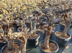 Druif, Op Stam (Vitis Vinifera) 27 Druif, Op Stam (Vitis Vinifera) -Tuinplantenwinkel druifopstamvitisvinifera02 1