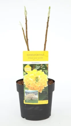 Papierstruik (Edgeworthia Chrysantha) -Tuinplantenwinkel dsc 0189