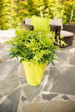 Hemelse Bamboe (Nandina Domestica 'Lemon And Lime') -Tuinplantenwinkel dsc 4593 bew