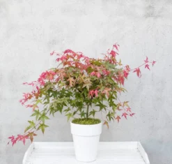 Japanse Esdoorn (Acer Palmatum 'Beni-maiko') -Tuinplantenwinkel dsc 8150benimaiko