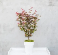 Japanse Esdoorn (Acer Palmatum 'Shaina') 10 Japanse Esdoorn (Acer Palmatum 'Shaina') -Tuinplantenwinkel dsc 8156