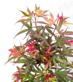 Japanse Esdoorn (Acer Palmatum 'Shaina') 9 Japanse Esdoorn (Acer Palmatum 'Shaina') -Tuinplantenwinkel dsc 8195