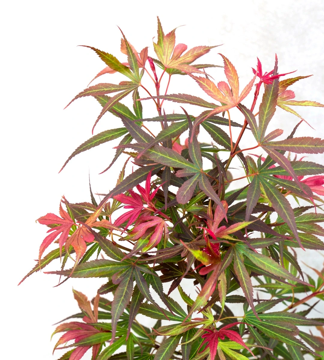 Japanse Esdoorn (Acer Palmatum 'Shaina') 3 Japanse Esdoorn (Acer Palmatum 'Shaina') - Afbeelding 3