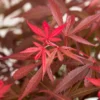 Japanse Esdoorn (Acer Palmatum 'Shaina')