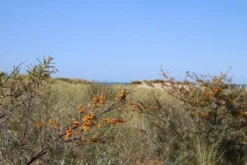 Duindoorn (Hippophae Rhamnoides) -Tuinplantenwinkel duindoorn 1