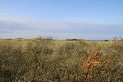 Duindoorn (Hippophae Rhamnoides) 11 Duindoorn (Hippophae Rhamnoides) -Tuinplantenwinkel duindoorn 2 1