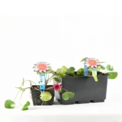 Waterlelie (Nymphaea 'Laydekeri Lilacea') 6 Waterlelie (Nymphaea 'Laydekeri Lilacea') -Tuinplantenwinkel e 11970 p11w nymphaea laydekeri lilacea tb