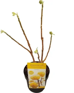 Papierstruik (Edgeworthia Chrysantha) -Tuinplantenwinkel edgeworthia chrys. grandiflora c3