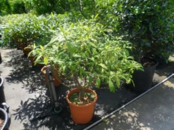 Papierstruik (Edgeworthia Chrysantha) -Tuinplantenwinkel edgeworthia chrysantha 80 100 125 c25