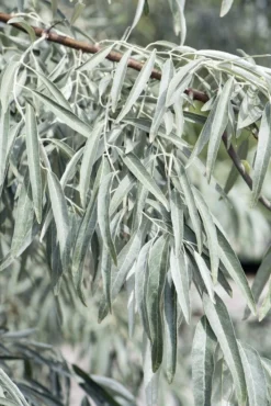 Smalbladige Olijfwilg Als Boom (Elaeagnus Angustifolia) -Tuinplantenwinkel elaeagnus angustifolia