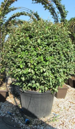 Olijfwilg Als Bol (Elaeagnus Ebbingei 'Compacta') -Tuinplantenwinkel elaeagnus ebbingei 100 110 bol