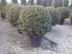 Olijfwilg Als Bol (Elaeagnus Ebbingei 'Compacta') -Tuinplantenwinkel elaeagnus ebbingei 100 110cm bol