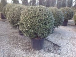 Olijfwilg Als Bol (Elaeagnus Ebbingei 'Compacta') -Tuinplantenwinkel elaeagnus ebbingei 100 110cm bol 3
