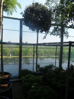 Olijfwilg Als Boom (Elaeagnus Ebbingei) -Tuinplantenwinkel elaeagnus ebbingei 12 14ho cont 1