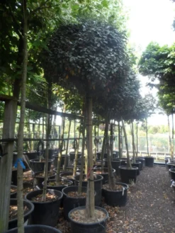 Olijfwilg Op Stam (Elaeagnus Ebbingei) -Tuinplantenwinkel elaeagnus ebbingei 14 16 18ho c130