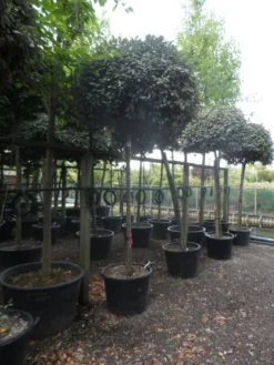 Olijfwilg Als Boom (Elaeagnus Ebbingei) -Tuinplantenwinkel elaeagnus ebbingei 14 16 18ho c130 2 1