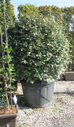 Olijfwilg Als Bol (Elaeagnus Ebbingei 'Compacta') -Tuinplantenwinkel elaeagnus ebbingei bol 2