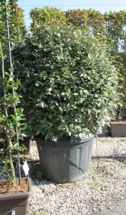 Olijfwilg Als Bol (Elaeagnus Ebbingei 'Compacta') -Tuinplantenwinkel elaeagnus ebbingei bol