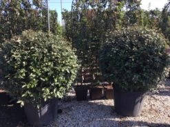 Olijfwilg Als Bol (Elaeagnus Ebbingei 'Compacta') -Tuinplantenwinkel elaeagnus ebbingei bol 100 110 3