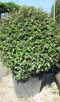 Olijfwilg Als Bol (Elaeagnus Ebbingei 'Compacta') -Tuinplantenwinkel elaeagnus ebbingei bol 2 1