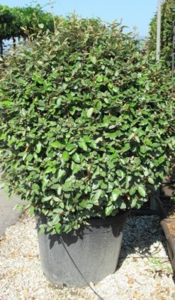 Olijfwilg Als Bol (Elaeagnus Ebbingei 'Compacta') -Tuinplantenwinkel elaeagnus ebbingei bol 2