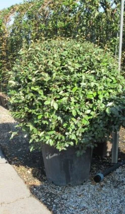 Olijfwilg Als Bol (Elaeagnus Ebbingei 'Compacta') -Tuinplantenwinkel elaeagnus ebbingei bol 3 2
