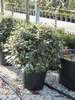 Olijfwilg Als Bol (Elaeagnus Ebbingei 'Compacta') -Tuinplantenwinkel elaeagnus ebbingei bol 70 cm 3