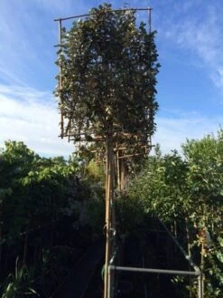 Olijfwilg Als Leiboom (Elaeagnus Ebbingei) -Tuinplantenwinkel elaeagnus ebbingei leivorm 8 10cm 2 2